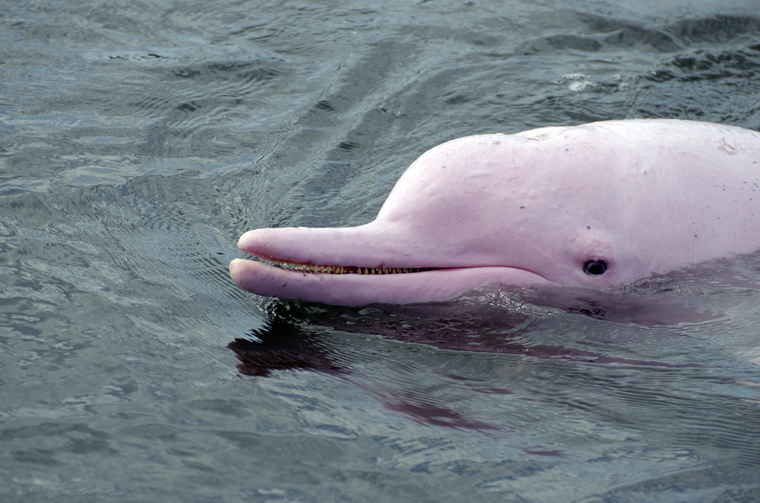 Pink River Dolphin Bolivia, Bolivia tours