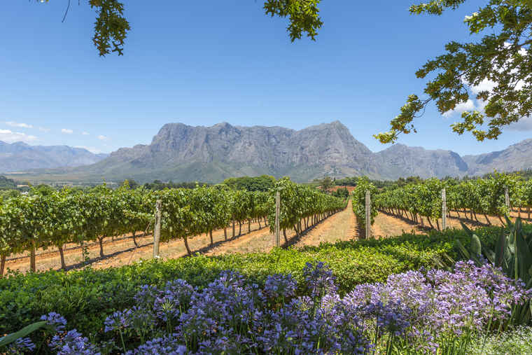 South Africa Vineyards, Tour South Africa, 
