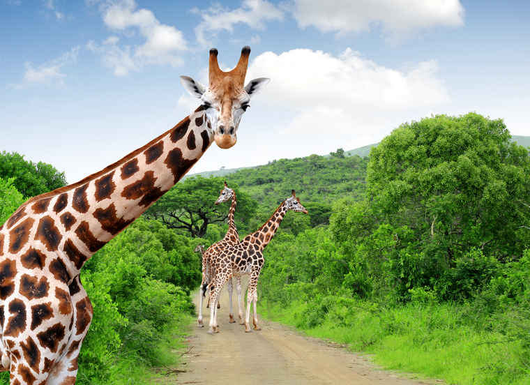 Kruger National Park South Africa, South Africa Tourism