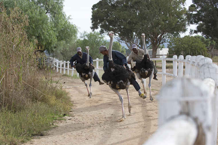 South Africa Ostrich, South Africa tours