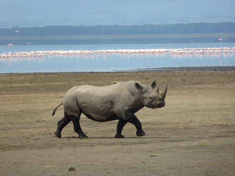 Ngorongoro Crater, Black Rhino, Tanzania tours