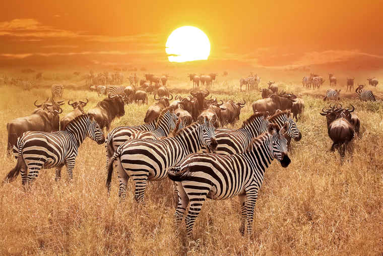 Serengeti, Tour comparison Tanzania