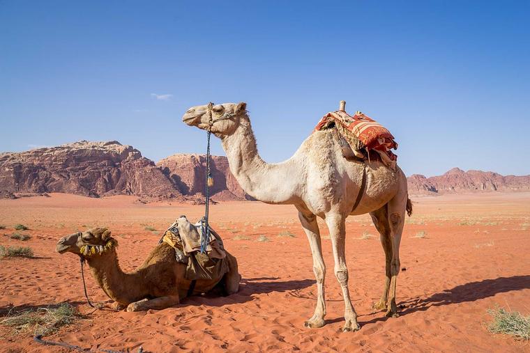 camel, reasons to travel 