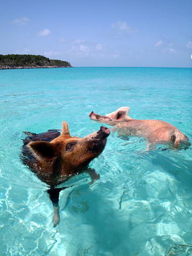 Pig beach Bahamas, Tour Comparison Bahamas, Visit Bahamas