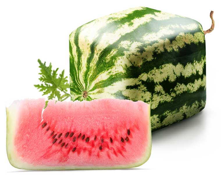 Japanese Square watermelon, Japan tourism, what to do in Japan